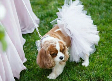 White Bridal Dog Tutu Skirt (Small)